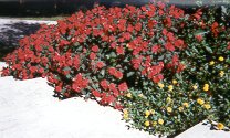 Red Impatiens and New Gold
Lantana