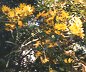 Swamp Sunflower