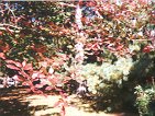Black Gum Leaves