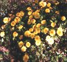 Chrysanthemums