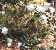 Camellia