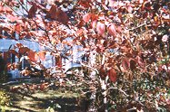 Dogwood Tree