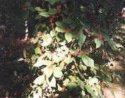 Deciduous Holly