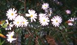 Japanese Chrysanthemums