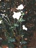 Japanese Anemone