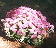 Chrysanthemum