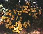Chrysanthemum