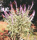 Mexican Sage