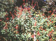 Pineapple Sage