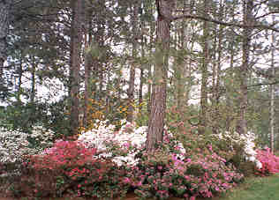 azaleas