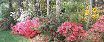 more azaleas