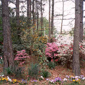 azaleas
