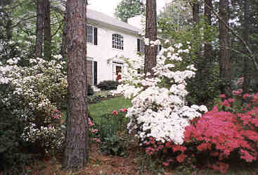 azaleas