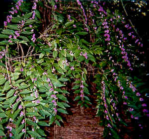 Purple Beautyberry