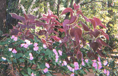 Coleus and Impatiens
