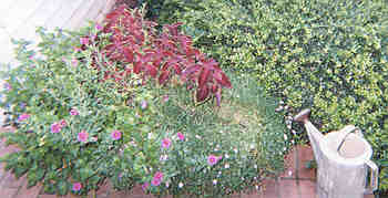 Container of Million Bells Petunias, Coleus, Miniature Daisies, and Torenia