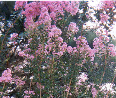 Crape Myrtle