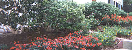 Impatiens, Lantana, and Red Salvia
