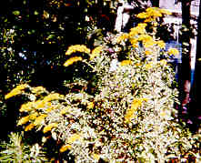 Goldenrod