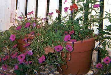 Purple Wave Petunias