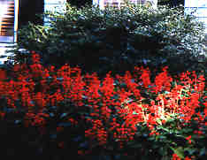Red Salvia