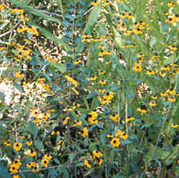 Small Flowered Black Eyed Susans