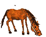 horse1.gif