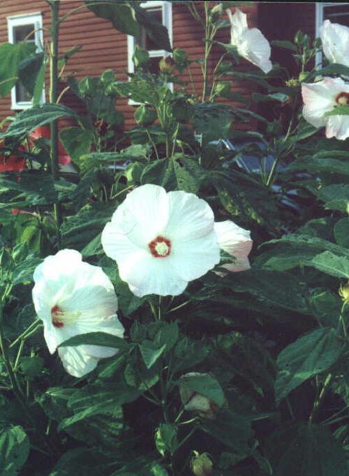 hibiscus