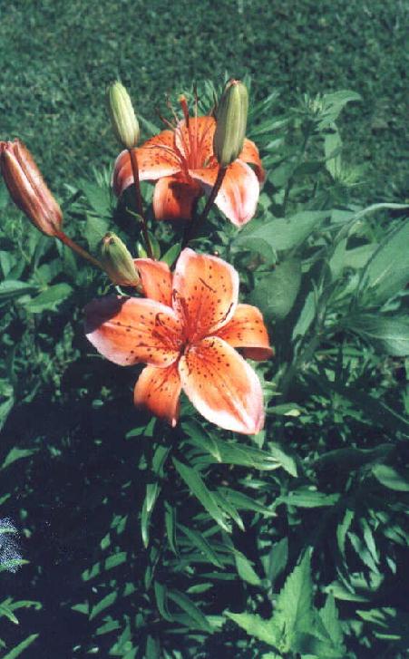 lilies