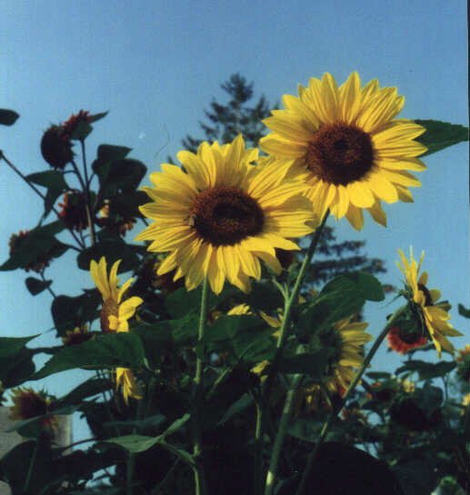 Sunflowers