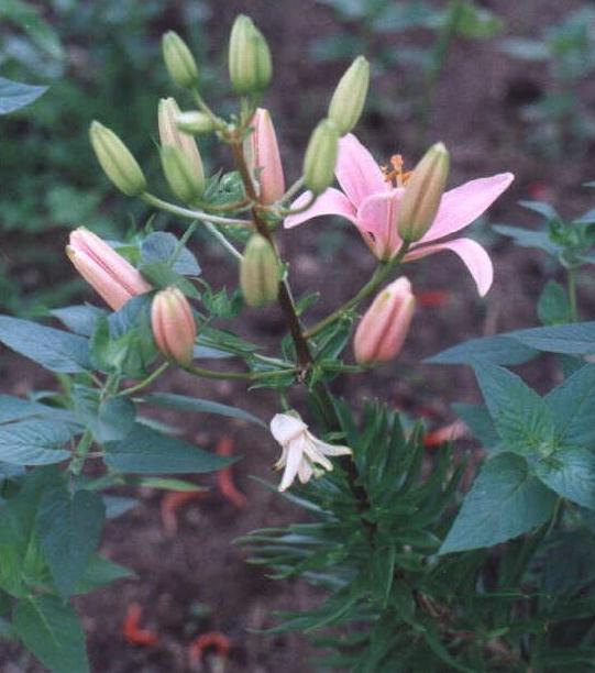lilies