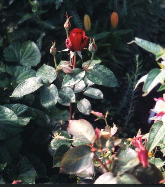 Roses