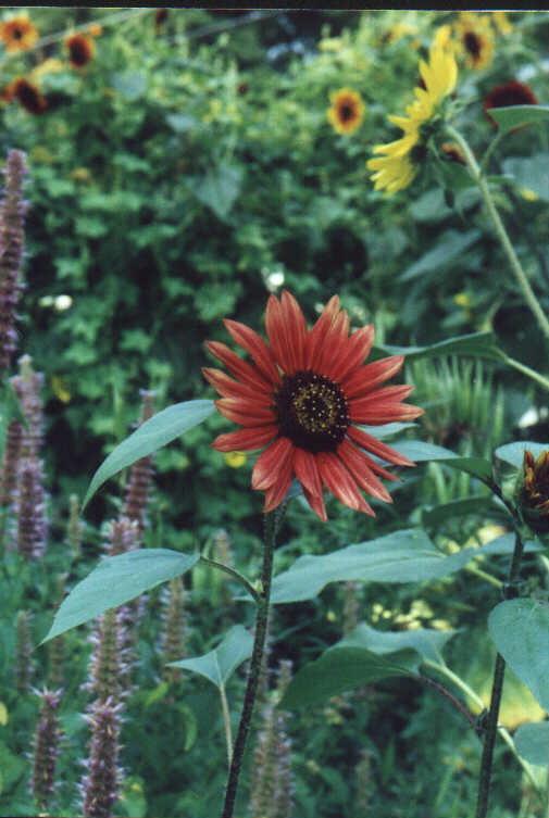 Sunflowers