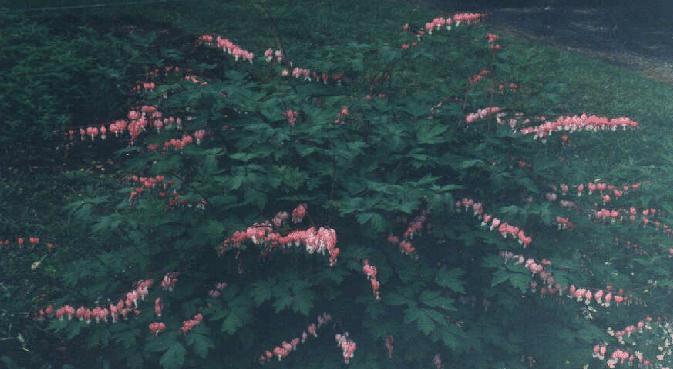 bleeding heart