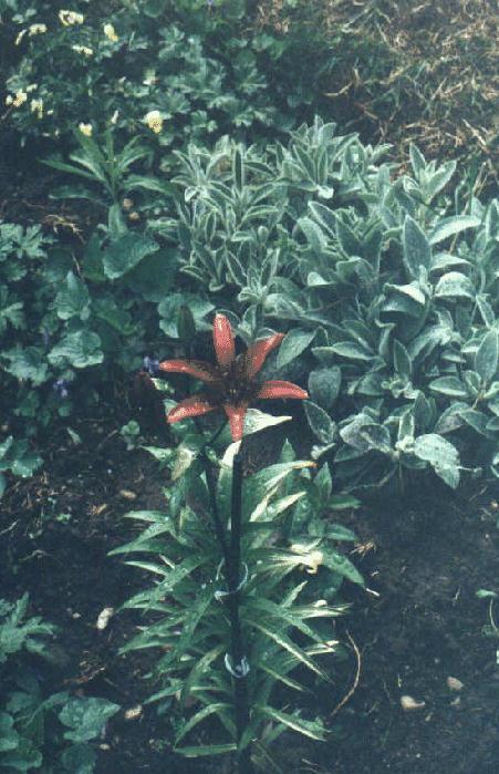plants