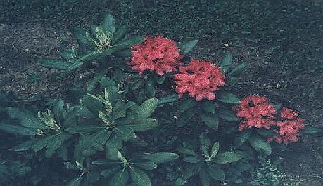 rhododendrum