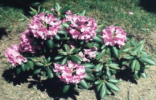 rhododendrum