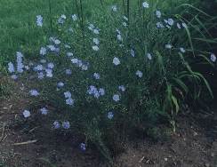 flax
