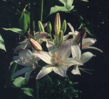lilies