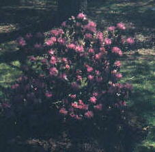 azalea
