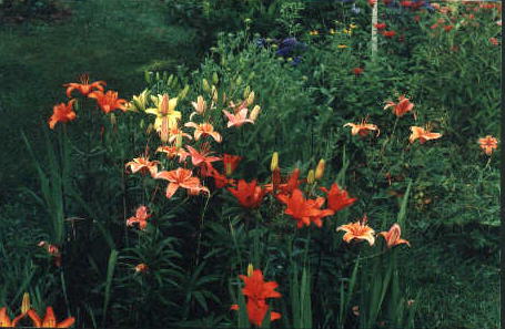 lilies