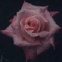 pnkrose