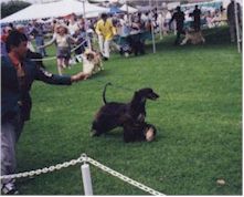 ���{���A99' Hound Classic �ɂ�RWB�I