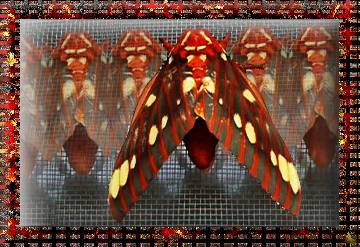 butterfly2.jpg