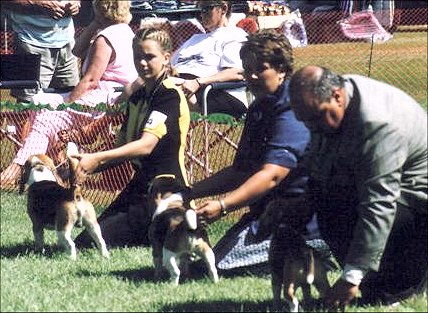 'Stud Dog and Get'