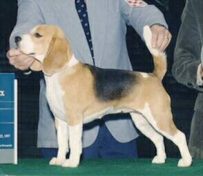 Am Can Ch Torbay Final Fling x Am Can Ch Merrysong's High Spirit