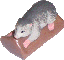 Mountain Pygmy Possum