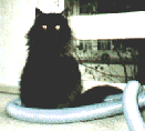 Butterkup sitting in the vaccuum cleaner