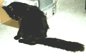 Butterkup cleaning herself
