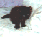 Little Butterkup
